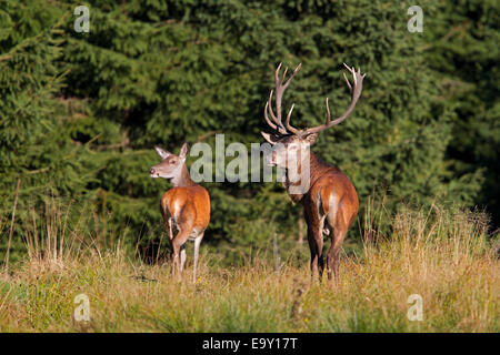 Rothirsch (Cervus Elaphus), Thüringer Wald, Thüringen, Deutschland Stockfoto