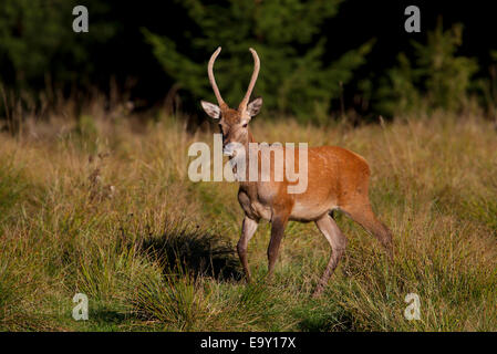 Rothirsch (Cervus Elaphus), Pricket, Thüringer Wald, Thüringen, Deutschland Stockfoto