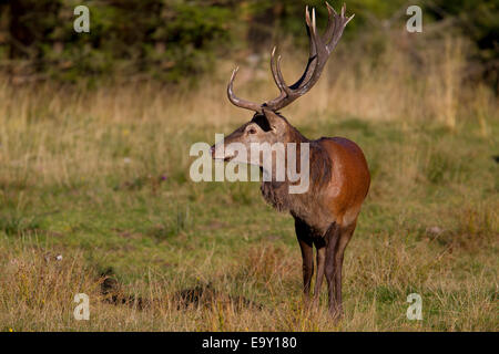 Rothirsch (Cervus Elaphus), Thüringer Wald, Thüringen, Deutschland Stockfoto