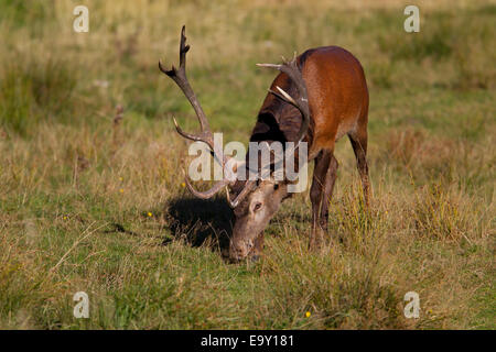 Rothirsch (Cervus Elaphus), Thüringer Wald, Thüringen, Deutschland Stockfoto