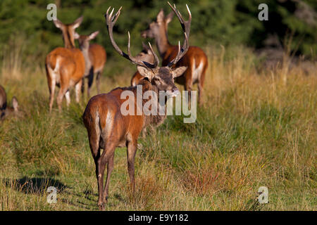 Rothirsch (Cervus Elaphus), Thüringer Wald, Thüringen, Deutschland Stockfoto