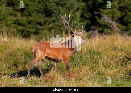 Rothirsch (Cervus Elaphus), Thüringer Wald, Thüringen, Deutschland Stockfoto