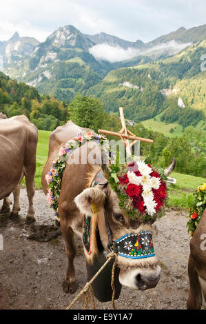 Verzierte Kuh trägt ein Kreuz, einen Kranz aus Blumen und eine große Glocke, Almabtrieb Vieh fahren, Alm in der Nähe von Kerns Stockfoto