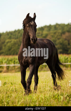 Friesen, reifer Wallach auf einer Wiese Stockfoto