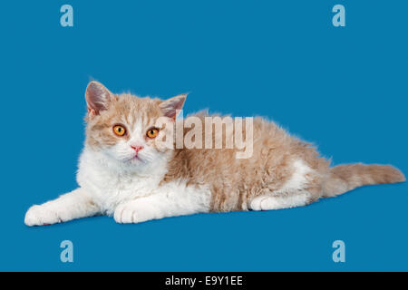 Rasse Selkirk Rex Kitten, 14 Wochen alt, Farbe lila Makrele Tabby weiß Stockfoto