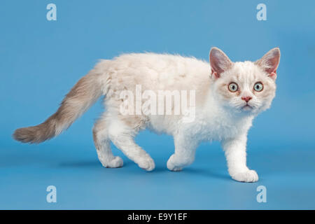 Rasse Selkirk Rex Kitten, 10 Wochen alt, Farbe Blau Luchs weiß Stockfoto