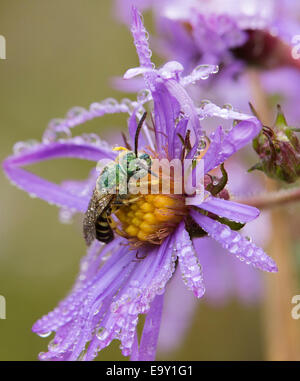 Virescent grün Metallic (Agapostemon Virescents) auf Biene Blume voll Pf Tau Stockfoto