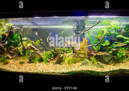 Schön bepflanzte tropische Süßwasser-Aquarium. Stockfoto