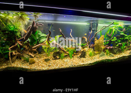 Schön bepflanzte tropische Süßwasser-Aquarium. Stockfoto
