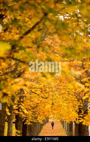 Stuttgart, Deutschland. 4. November 2014. Eine Frau geht durch eine Allee in Stuttgart, Deutschland, 4. November 2014. Foto: SEBASTIAN KAHNERT/Dpa/Alamy Live News Stockfoto