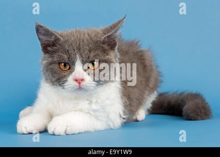 Rasse Selkirk Rex Kitten, 10 Wochen alt, Farbe blau-weiß Stockfoto