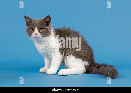 Rasse Selkirk Rex Kitten, 10 Wochen alt, Farbe lila Makrele Tabby weiß Stockfoto