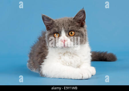Rasse Selkirk Rex Kitten, 10 Wochen alt, Farbe blau-weiß Stockfoto