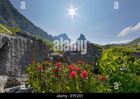 Behaarte Alpenrose (Rhododendron Hirsutum), obere Laguz Alpen, Rote Wand Berg, Biosphärenpark Großes Walsertal, Vorarlberg Stockfoto