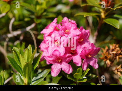 Behaarte Alpenrose (Rhododendron Hirsutum), Biosphärenpark Großes Walsertal, Vorarlberg, Österreich Stockfoto