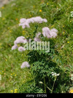 Columbine Meadow Rue (Thalictrum Aquilegiifolium), Biosphärenpark Großes Walsertal, Vorarlberg, Österreich Stockfoto