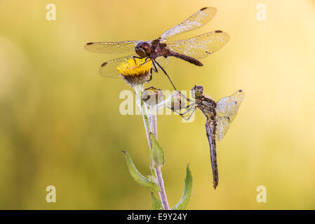 Black Darter (Sympetrum Danae), Männlich, oben und gekielt Skimmer (Orthetrum Coerulescens), Männlich, unten, Bayern, Deutschland Stockfoto