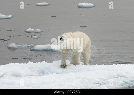 Eisbär (Ursus Maritimus) Wasser auf einer Eisscholle abschütteln, Pack-Eis, Insel Spitzbergen, Svalbard-Archipel Stockfoto