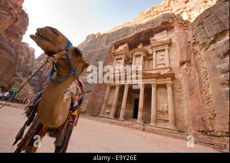Kamel vor dem Fiskus oder Al Khazna, ist es den meisten Magnificant und berühmte Fassade in Petra in Jordanien Stockfoto