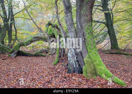 Verfallenden Buche (Fagus Sylvatica) im herbstlichen Wald, Urwald Sababurg, Nordhessen, Hessen, Deutschland Stockfoto