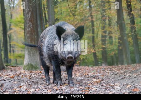 Wildschwein (Sus Scrofa), gefangen in den herbstlichen Wald, Hessen, Deutschland Stockfoto