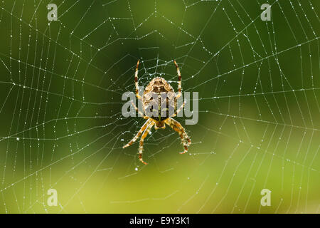 Orb Weaver Spider eine Web im Morgenlicht zu machen. Stockfoto