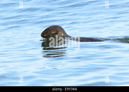 Graue Dichtung (Halichoerus Grypus) in Chatham, Cape Cod-Atlantik Stockfoto