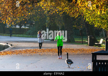 Regents Park, London, UK. 4. November 2014. UK-Wetter. Ein Läufer macht ihren Weg durch Londons herbstlichen Regents Park. Bildnachweis: Paul Davey/Alamy Live-Nachrichten Stockfoto