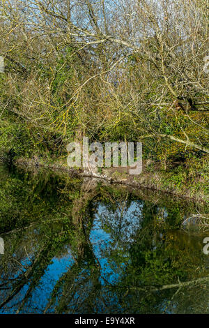 Salisbury, Wiltshire, UK. 4. November 2014. UK-Wetter. Herrliches Wetter in Salisbury nach einem kalten frostigen start Credit: Paul Chambers/Alamy Live News Stockfoto