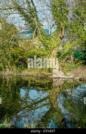 Salisbury, Wiltshire, UK. 4. November 2014. UK-Wetter. Herrliches Wetter in Salisbury nach einem kalten frostigen start Credit: Paul Chambers/Alamy Live News Stockfoto