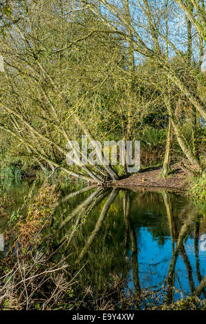 Salisbury, Wiltshire, UK. 4. November 2014. UK-Wetter. Herrliches Wetter in Salisbury nach einem kalten frostigen start Credit: Paul Chambers/Alamy Live News Stockfoto