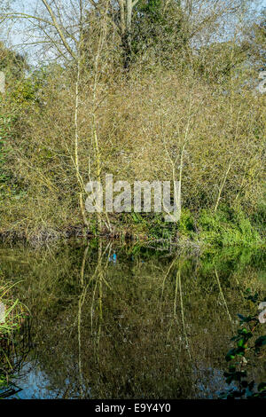 Salisbury, Wiltshire, UK. 4. November 2014. UK-Wetter. Herrliches Wetter in Salisbury nach einem kalten frostigen start Credit: Paul Chambers/Alamy Live News Stockfoto