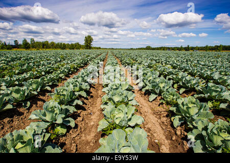 Grünkohl-Feld im Herbst Stockfoto