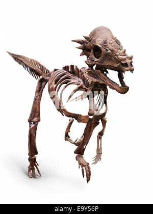 Dracorex Pachycephalosaurus Dinosaurier-Skelett. Pachycephalosauridae, US. Isoliert auf weißem Hintergrund mit einem cli Stockfoto
