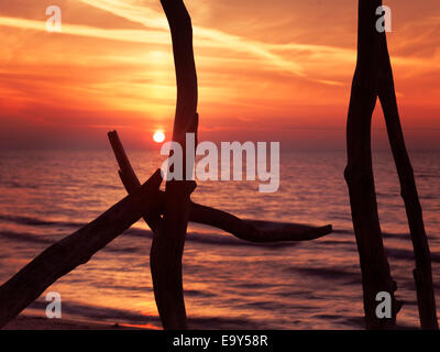 Bunten roten Sonnenuntergang hinter Treibholz Skulptur auf Huron-See, Ontario, Kanada. Stockfoto
