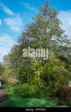 Salisbury, Wiltshire, UK. 4. November 2014. UK-Wetter. Herrliches Wetter in Salisbury nach einem kalten frostigen start Credit: Paul Chambers/Alamy Live News Stockfoto