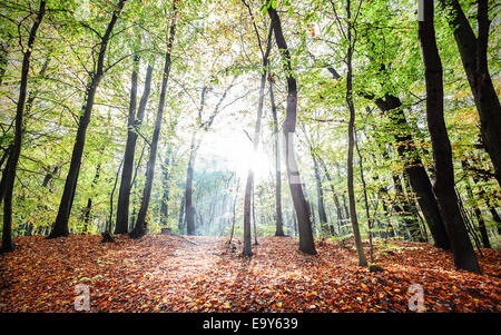 Geheimnisvolle Wald Herbstlandschaft mit Sonnenstrahlen. Stockfoto