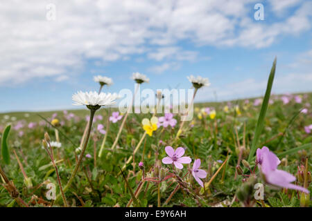 Low Angle View von Wildblumen wachsen in machair Grünland im Sommer bei Balranald RSPB Nature Reserve, North Uist, Äußere Hebriden, Schottland, Großbritannien Stockfoto
