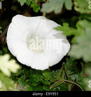 Die attraktive weiße Trompete Convolvulus Arvensis im Herbst Sonnenlicht, Yorkshire, England Stockfoto