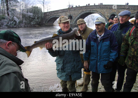 Ein Angler hält den ersten Fisch gefangen am Fluss Tay am Kenmore. Stockfoto