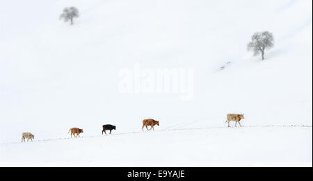 Innere Mongolei Landschaft Stockfoto