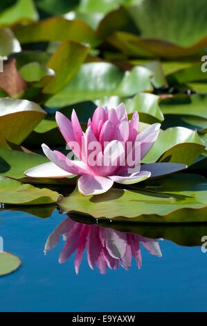 Ein Water Lilly spiegelt sich in Spencer Lake, Shelton, WA, Mason County, USA. Stockfoto