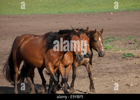 Provinz Hebei Prairie Pferd Stockfoto