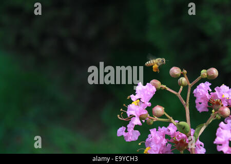 Blütenpollen gesammelt Stockfoto