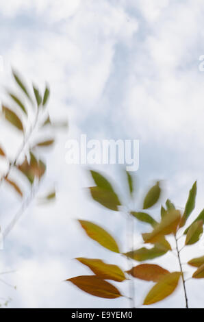 Baum Zweige Silhouetten auf windigem Wetter Stockfoto