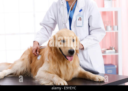 Junge weibliche Tierarzt mit einem Hund Stockfoto