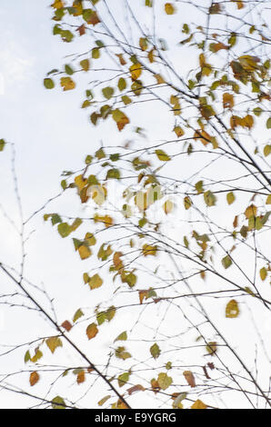 Baum Zweige Silhouetten auf windigem Wetter Stockfoto