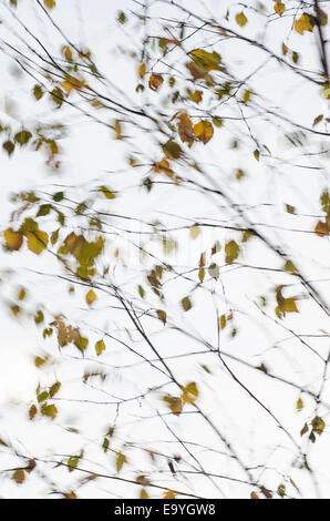 Baum Zweige Silhouetten auf windigem Wetter Stockfoto