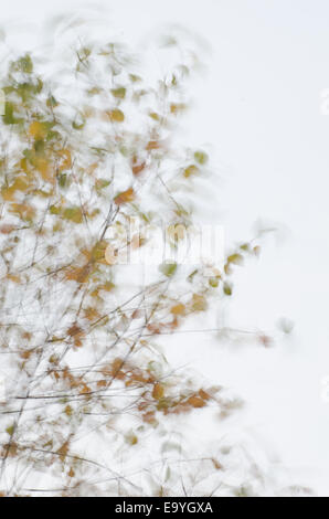 Baum Zweige Silhouetten auf windigem Wetter Stockfoto