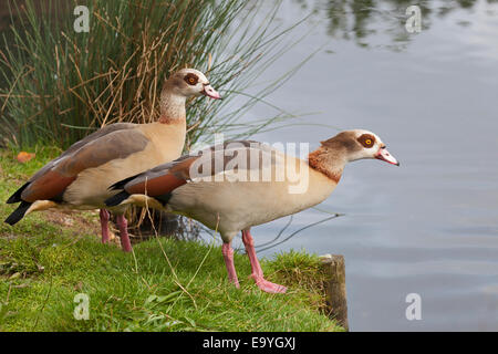 Ein paar wilde ägyptische Gänse die in Barn Elms Wetland Centre geflogen haben Stockfoto